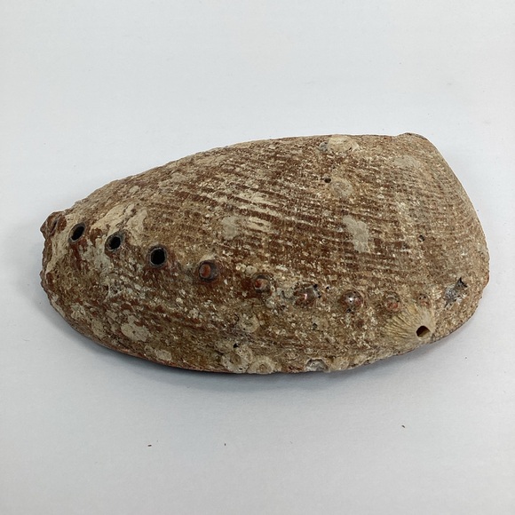 Green Abalone Sea Shell One Side Polished Natural Beach Craft 5.5" X 4.25" - Picture 9 of 15